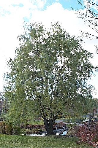 Salix matsudana